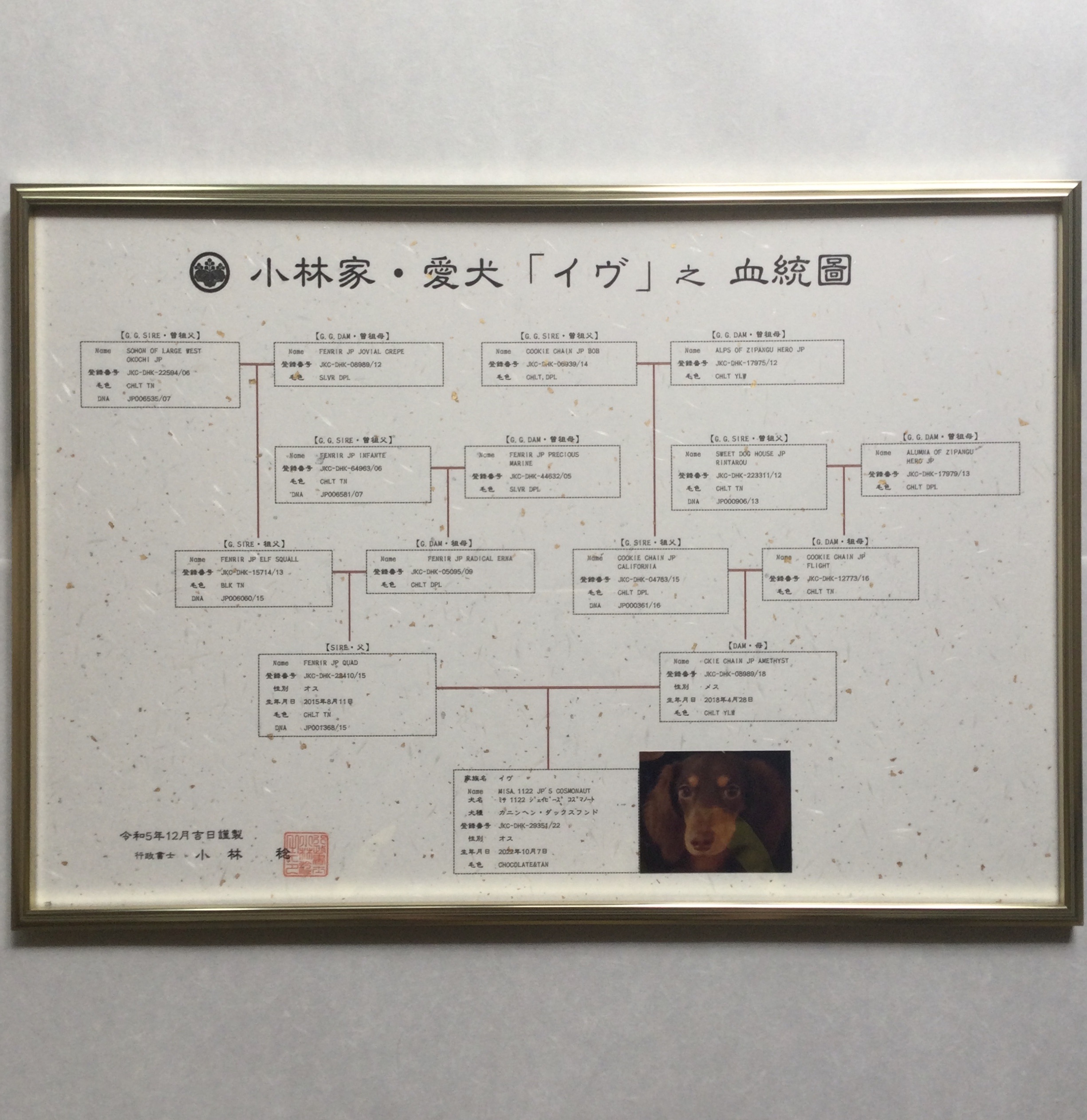 愛犬の血統書を家系図風の「血統圖」にしませんか